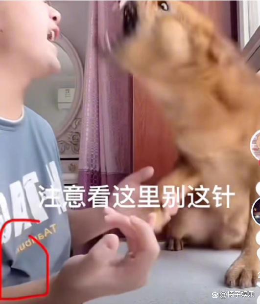 网红迷惑行为接连翻车？为博取流量不择手段，虐狗吃鲨鱼没底线？