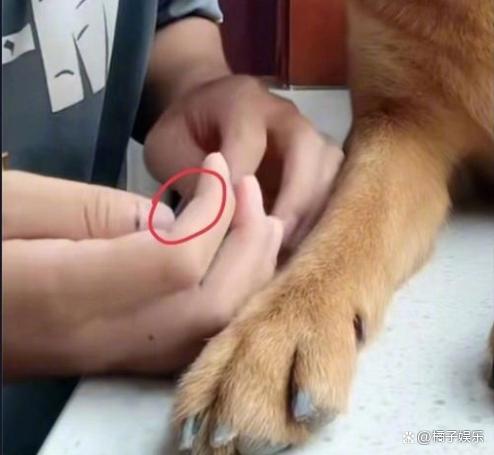 网红迷惑行为接连翻车？为博取流量不择手段，虐狗吃鲨鱼没底线？