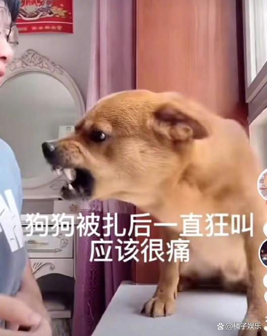 网红迷惑行为接连翻车？为博取流量不择手段，虐狗吃鲨鱼没底线？