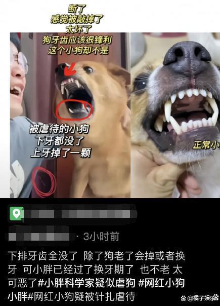 网红迷惑行为接连翻车？为博取流量不择手段，虐狗吃鲨鱼没底线？