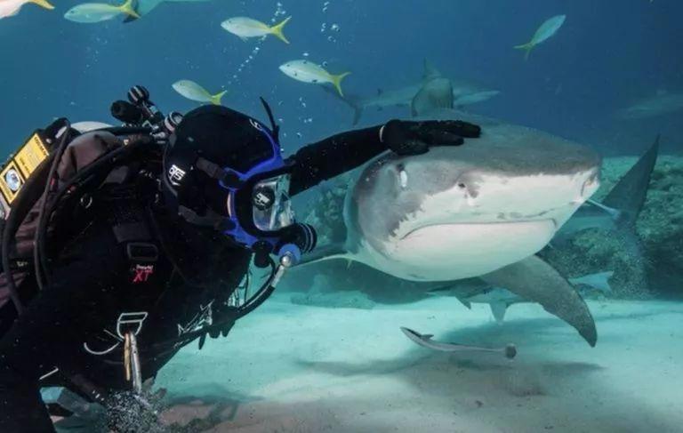 鲨鱼专家和一群鲨鱼做朋友，鲨鱼也喜欢被摸头，和狗没区别