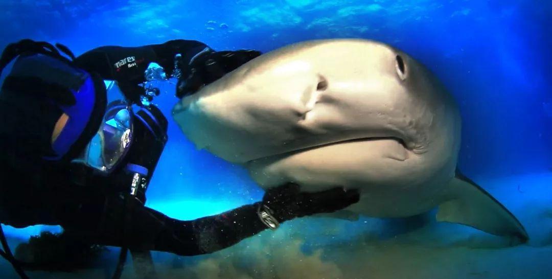 鲨鱼专家和一群鲨鱼做朋友，鲨鱼也喜欢被摸头，和狗没区别
