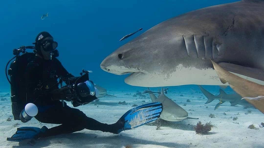 鲨鱼专家和一群鲨鱼做朋友，鲨鱼也喜欢被摸头，和狗没区别