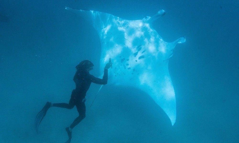 鲨鱼专家和一群鲨鱼做朋友，鲨鱼也喜欢被摸头，和狗没区别