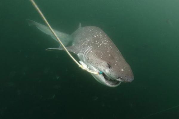 美男子钓鱼时被鲨鱼咬住脚踝狗狗扑咬鲨鱼救主