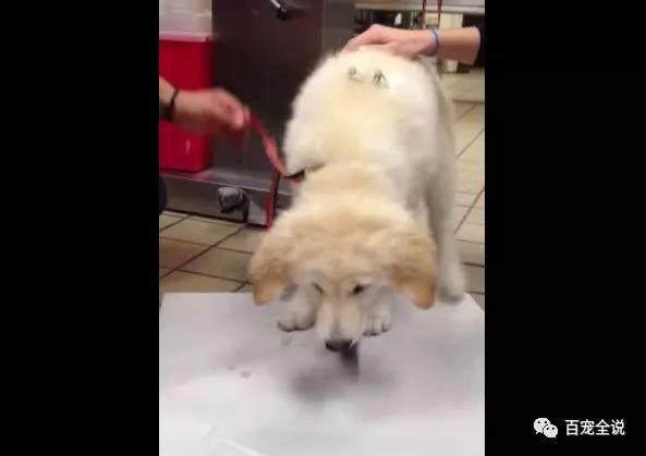 看管好你家里的玩具，不然狗狗可能会“吐出一条鲨鱼”