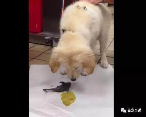 看管好你家里的玩具，不然狗狗可能会“吐出一条鲨鱼”
