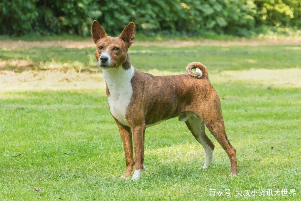 8种奇怪的狗，从陆地鲨鱼到冥界使者，从爬树高手到歌唱家！