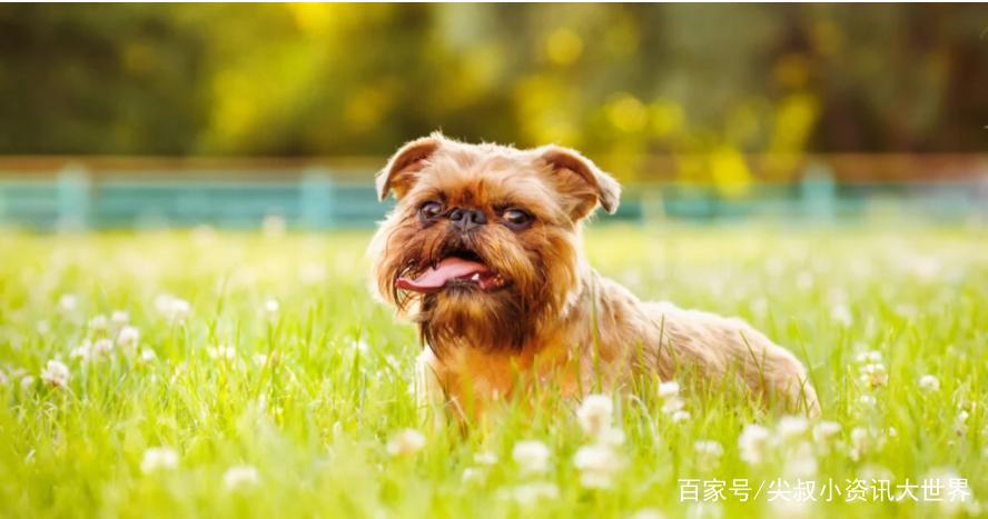 8种奇怪的狗，从陆地鲨鱼到冥界使者，从爬树高手到歌唱家！