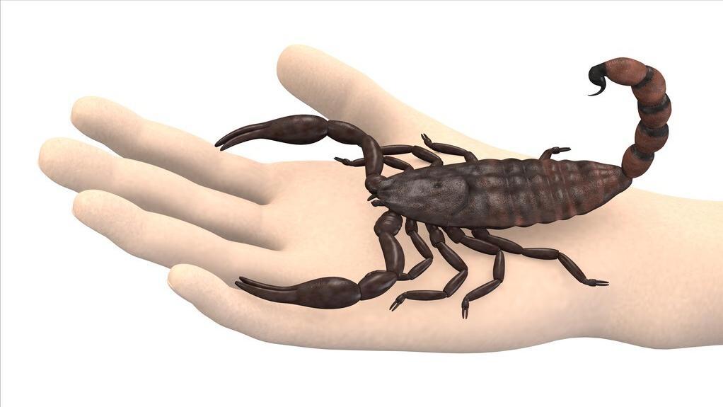 杀人最多的八种动物，恐怖到每年致死72万，“杀戮”机器颠覆三观