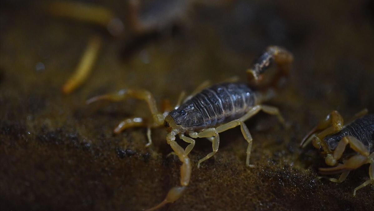 杀人最多的八种动物，恐怖到每年致死72万，“杀戮”机器颠覆三观