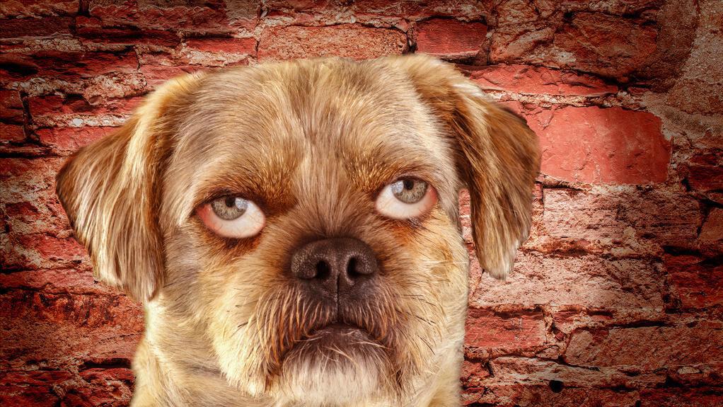 杀人最多的八种动物，恐怖到每年致死72万，“杀戮”机器颠覆三观