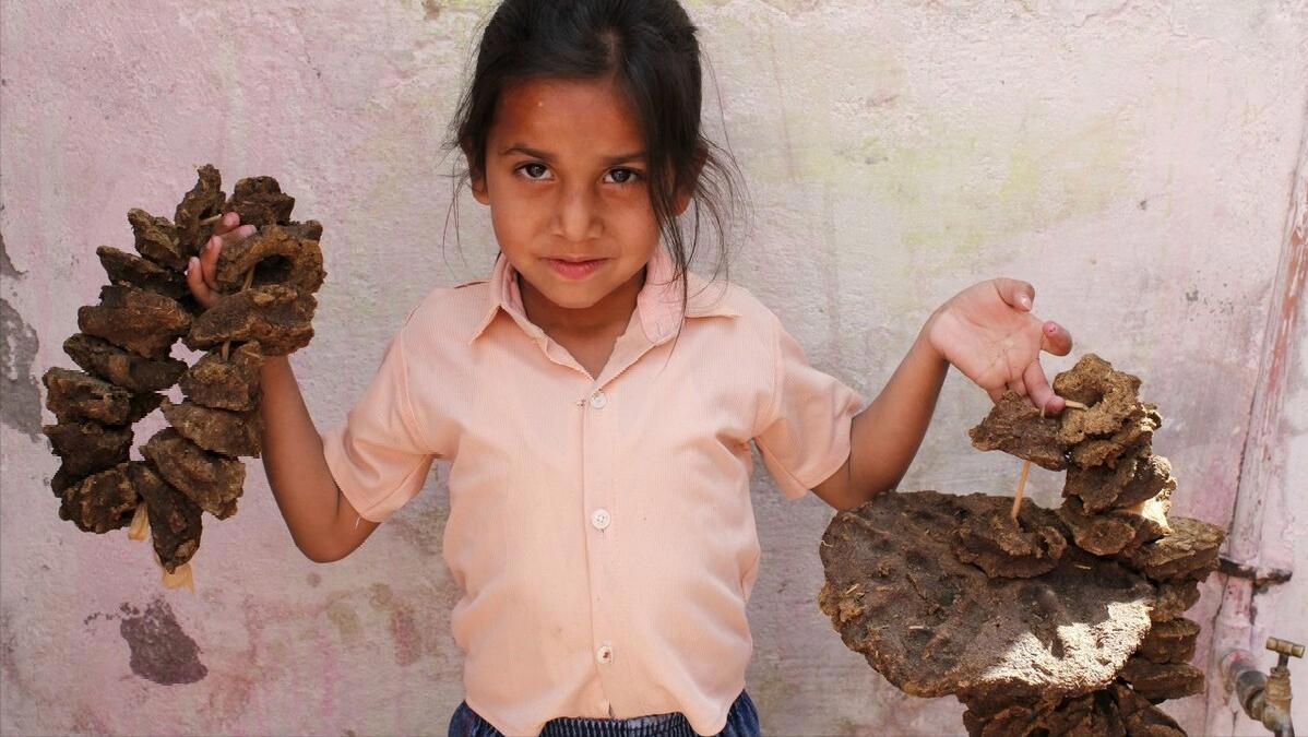 杀人最多的八种动物，恐怖到每年致死72万，“杀戮”机器颠覆三观