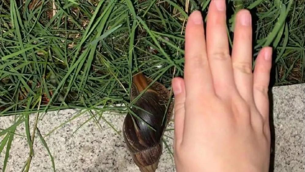 杀人最多的八种动物，恐怖到每年致死72万，“杀戮”机器颠覆三观