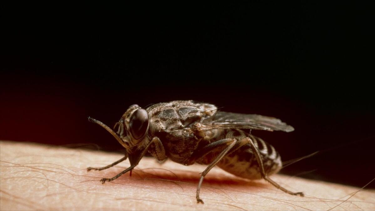 杀人最多的八种动物，恐怖到每年致死72万，“杀戮”机器颠覆三观