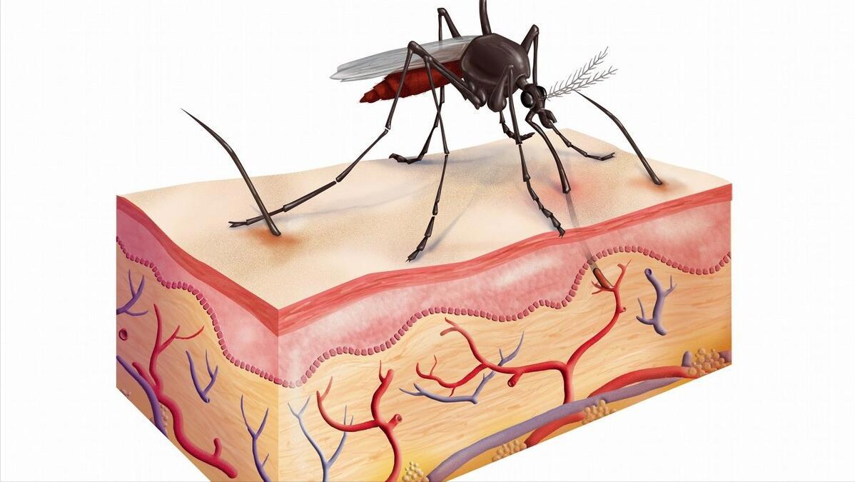 杀人最多的八种动物，恐怖到每年致死72万，“杀戮”机器颠覆三观