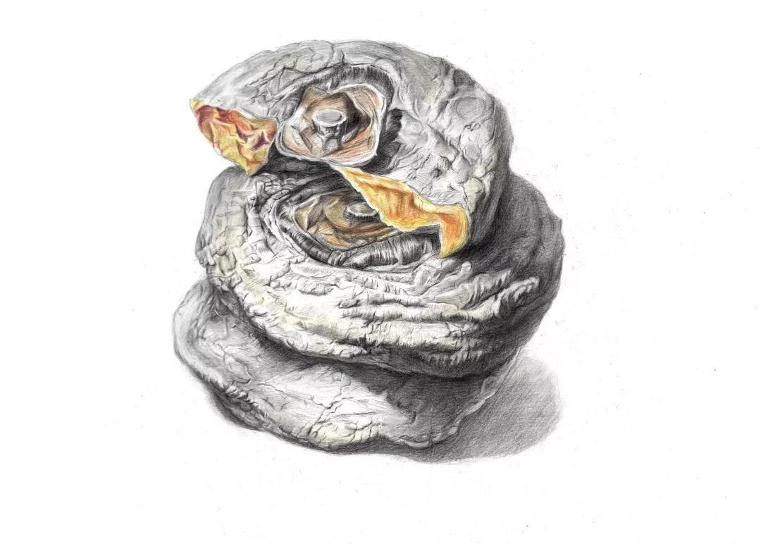 吴越画室周毓灵：纽约视觉艺术学院全美第一插画专业offer！