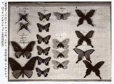 为什么日本人如此沉迷于捕虫？