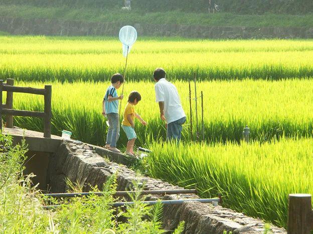 为什么日本人如此沉迷于捕虫？