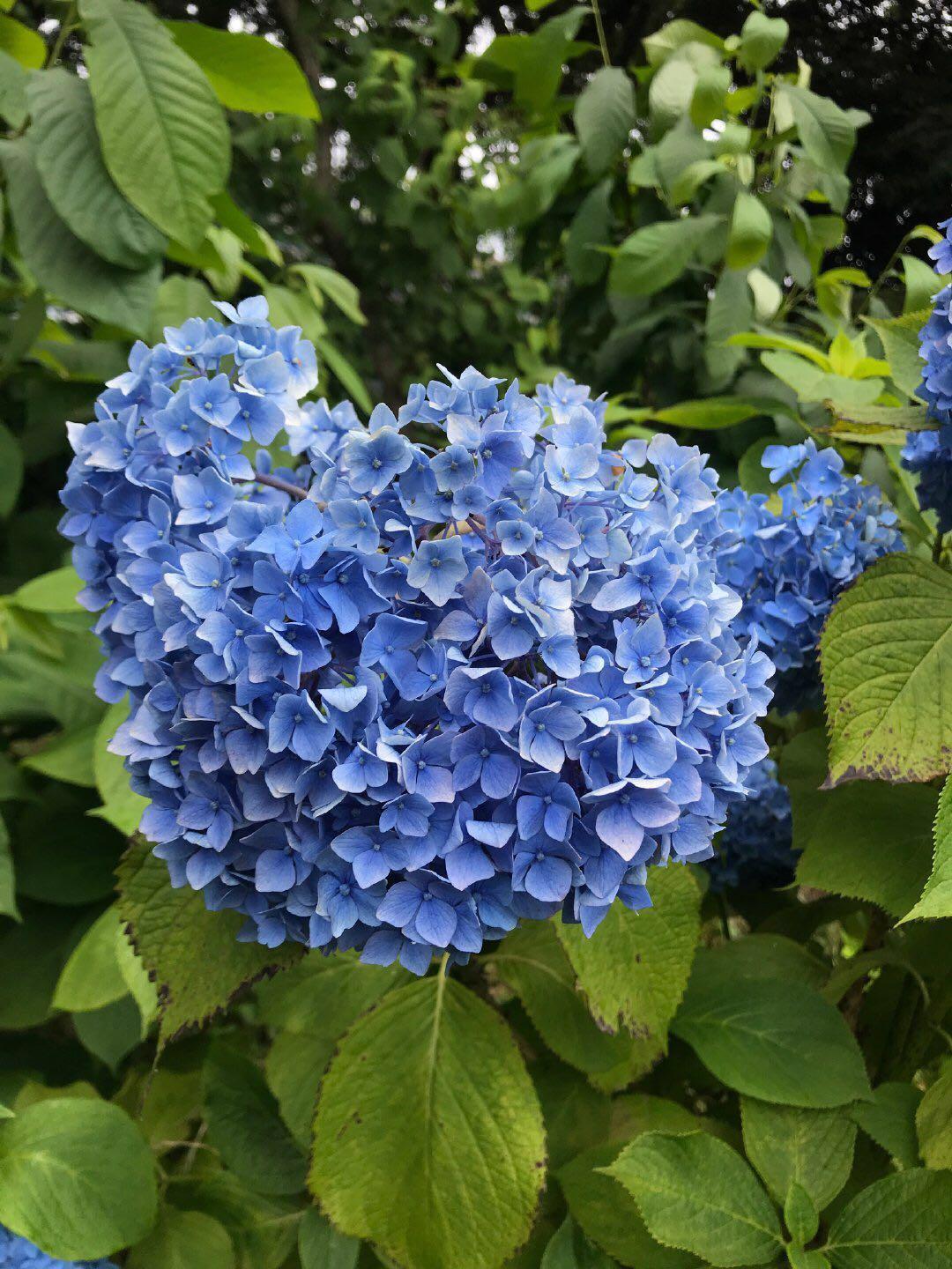 名侦探柯南游戏推出·梅雨季节设计图，灰原哀戴小红帽乖巧可爱