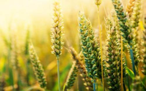 我寄愁心与明月，随君直到夜郎西！