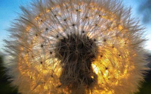 我寄愁心与明月，随君直到夜郎西！