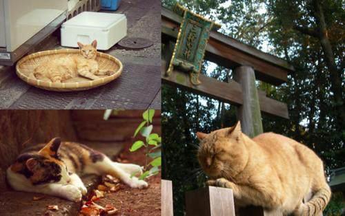 喵星人已经占领日本小岛，成立猫的王国，现实版猫的报恩即将来临