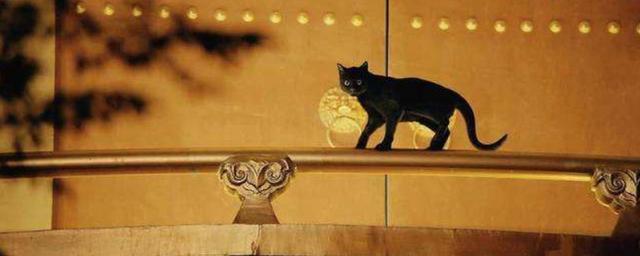 日本“猫文化”盛行，以《猫的报恩》为例解读宫崎骏要传递的自我