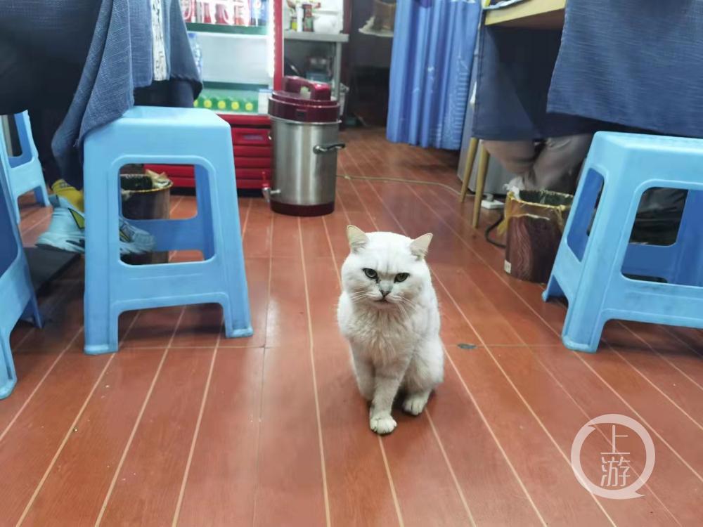 残疾猫被面馆老板娘救活后上演《猫的报恩》：捉13只老鼠“送”主人