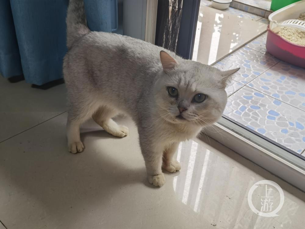 残疾猫被面馆老板娘救活后上演《猫的报恩》：捉13只老鼠“送”主人