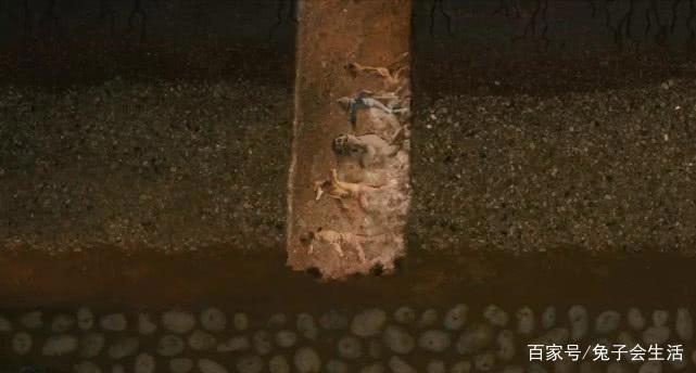 暖心剧场：老少皆宜，雅俗共赏《了不起的狐狸爸爸》