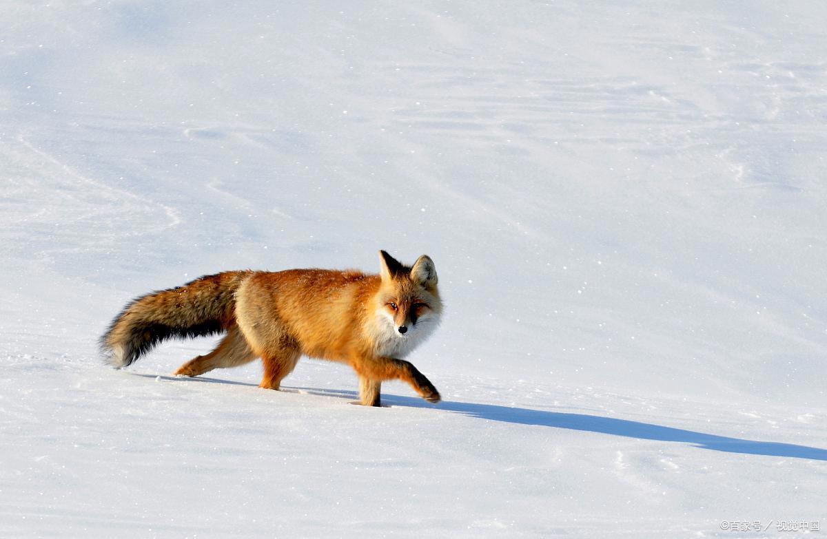 《了不起的狐狸爸爸》故事梗概及作者简介