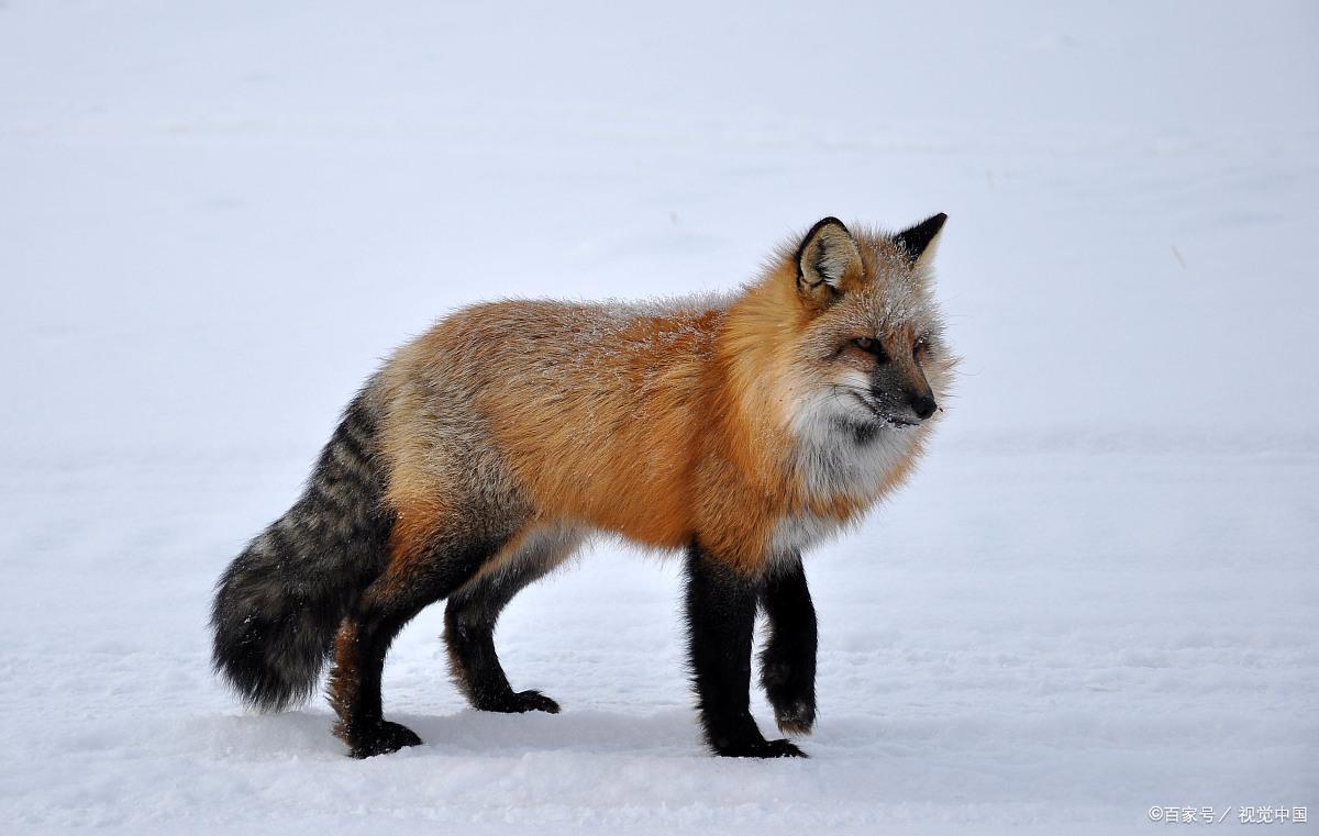 《了不起的狐狸爸爸》故事梗概及作者简介