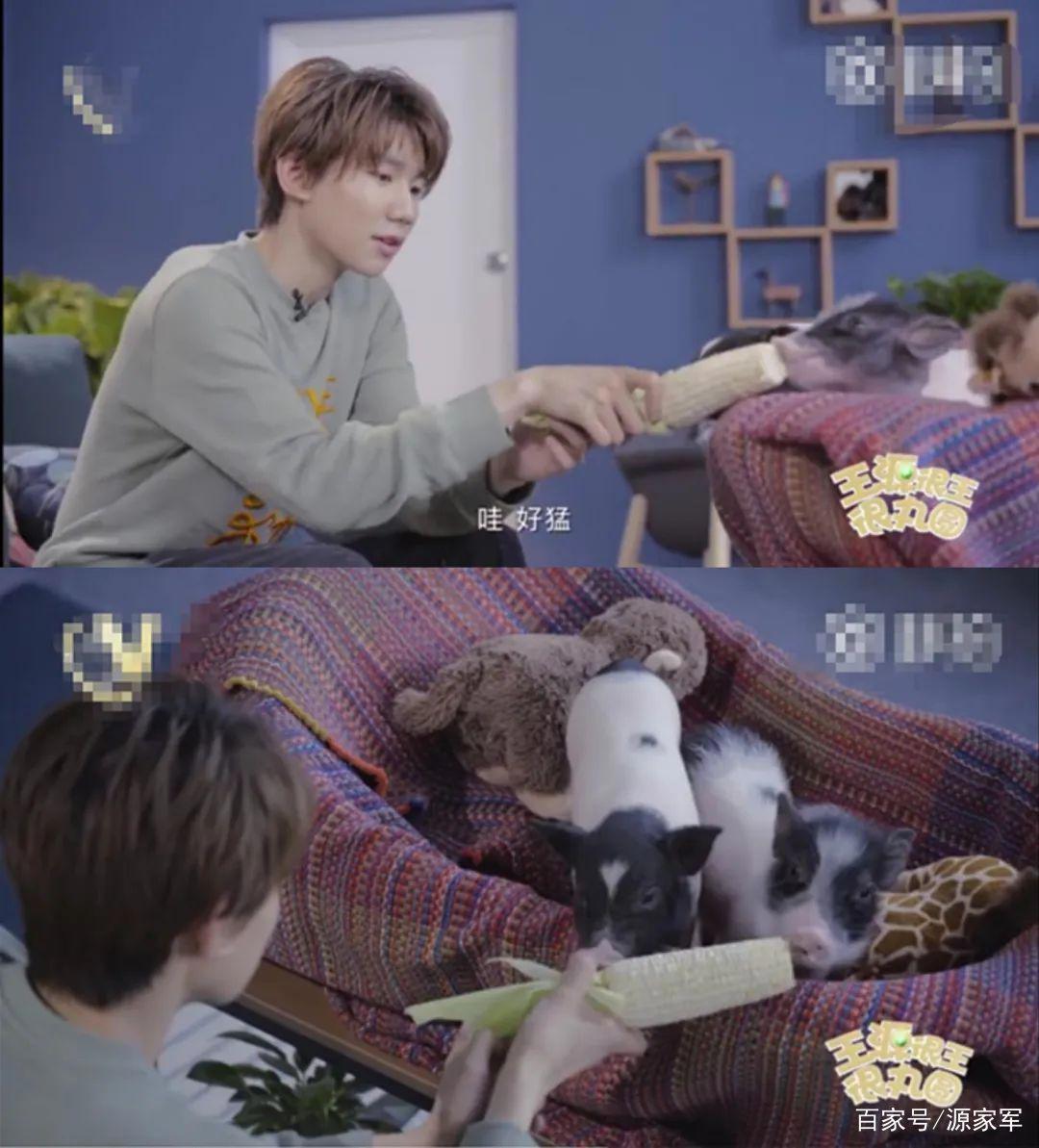 央视六一晚会节目单出炉，王源和猪再续前缘？演唱歌曲充满童趣
