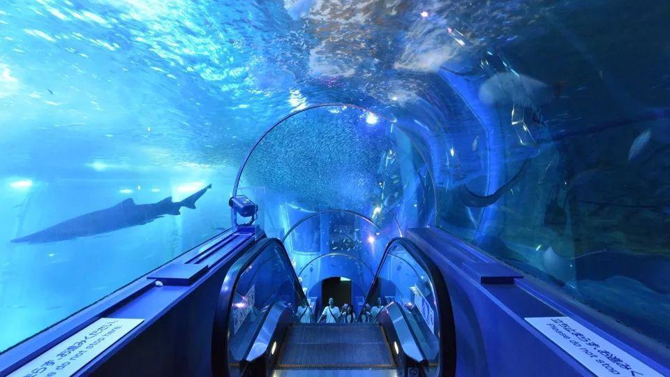 1500只皮卡丘惊现日本，还是活的？