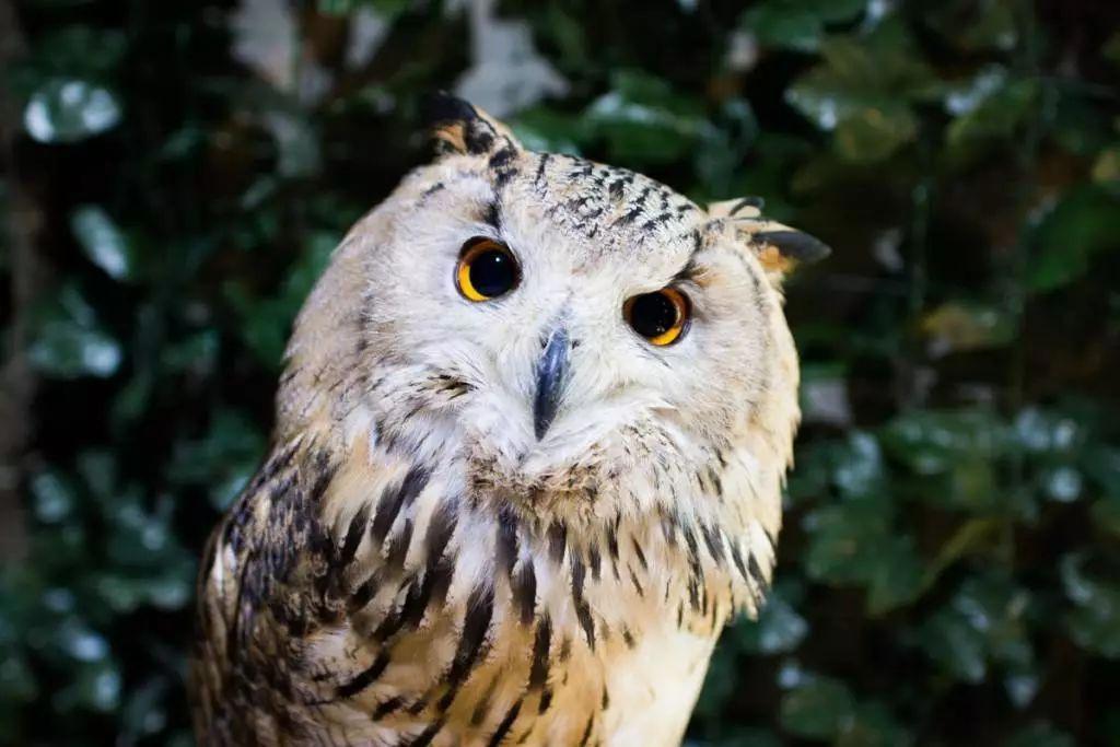 1500只皮卡丘惊现日本，还是活的？