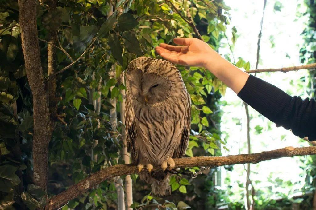 1500只皮卡丘惊现日本，还是活的？
