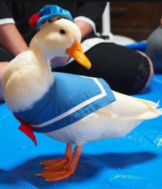 那些笑出腹肌的cosplay：兵长是被威胁了？要不然怎么会女装呢？