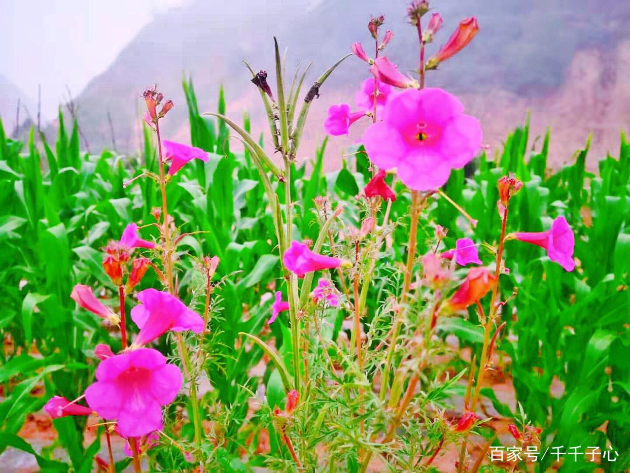 云之彼端，是我们约定的地方