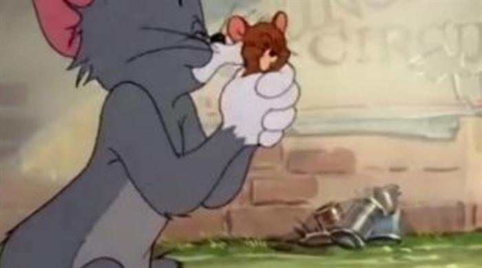 你以为汤姆真的想吃杰瑞？相反，它是最离不开杰瑞的