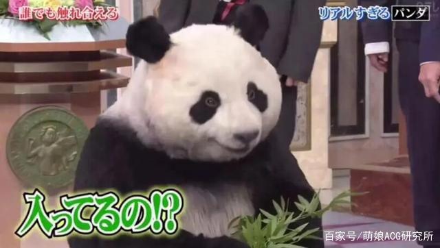 日本节目迷惑人：难道动物园里的熊猫都是人扮演的？