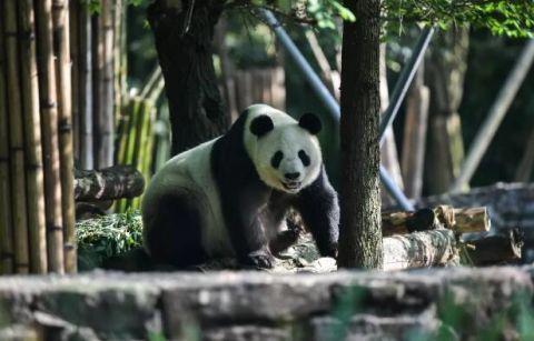 我们的滚滚是如何征服世界的？