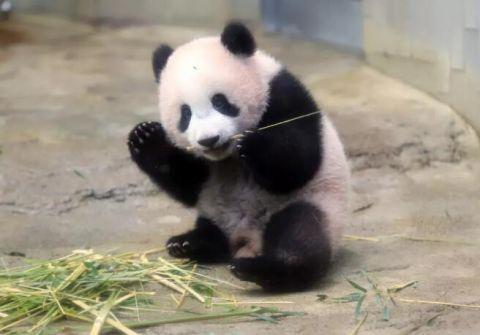 我们的滚滚是如何征服世界的？