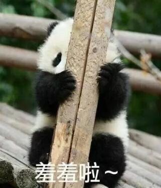 我们的滚滚是如何征服世界的？