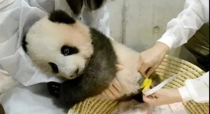 再留几天行吗？日本舍不得大熊猫回中国