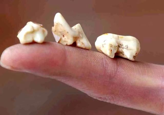 大熊猫能有什么坏心眼呢