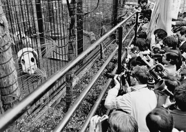 大熊猫能有什么坏心眼呢