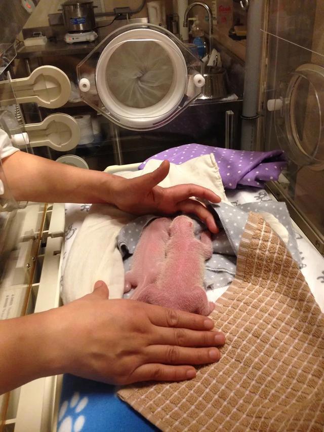 大熊猫能有什么坏心眼呢