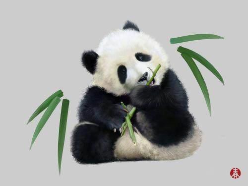 熊出没为什么不让中国特有的熊猫当主角，而要让棕熊当主角