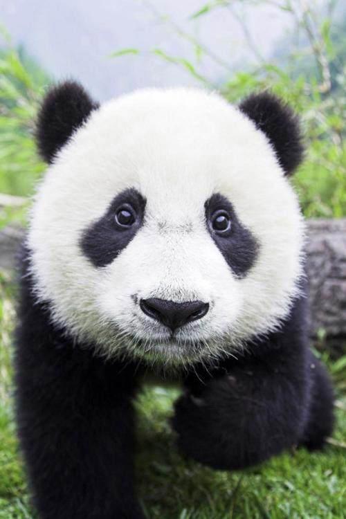 熊出没为什么不让中国特有的熊猫当主角，而要让棕熊当主角